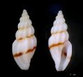 Mangelia&nbsp;pallaryi